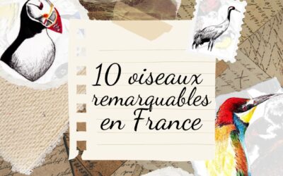 10 oiseaux remarquables en France