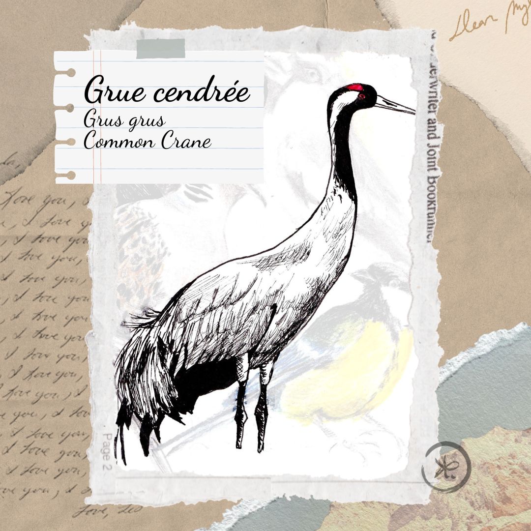 illustration grue cendrée oiseaux remarquables de France Gaëlle Compozia
