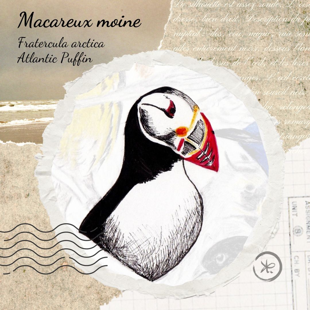 illustration macareux moine oiseaux remarquables de France Gaëlle Compozia