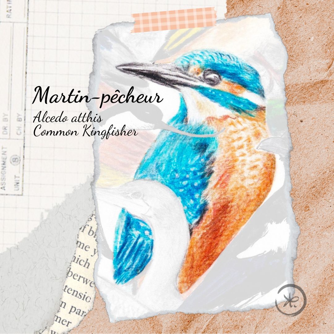 illustration martin pêcheur