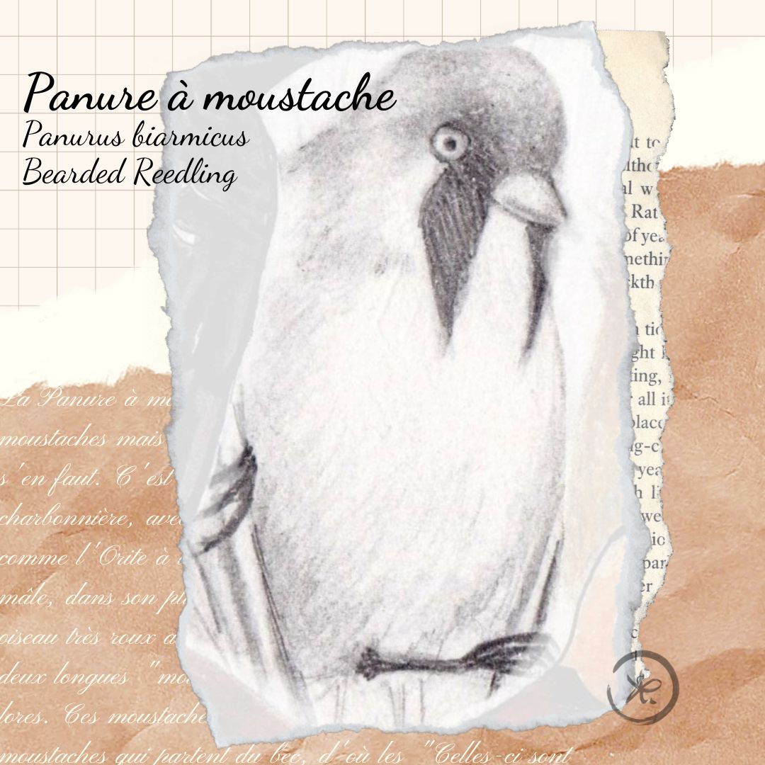 illustration panure à moustaches oiseaux remarquables de France Gaëlle Compozia