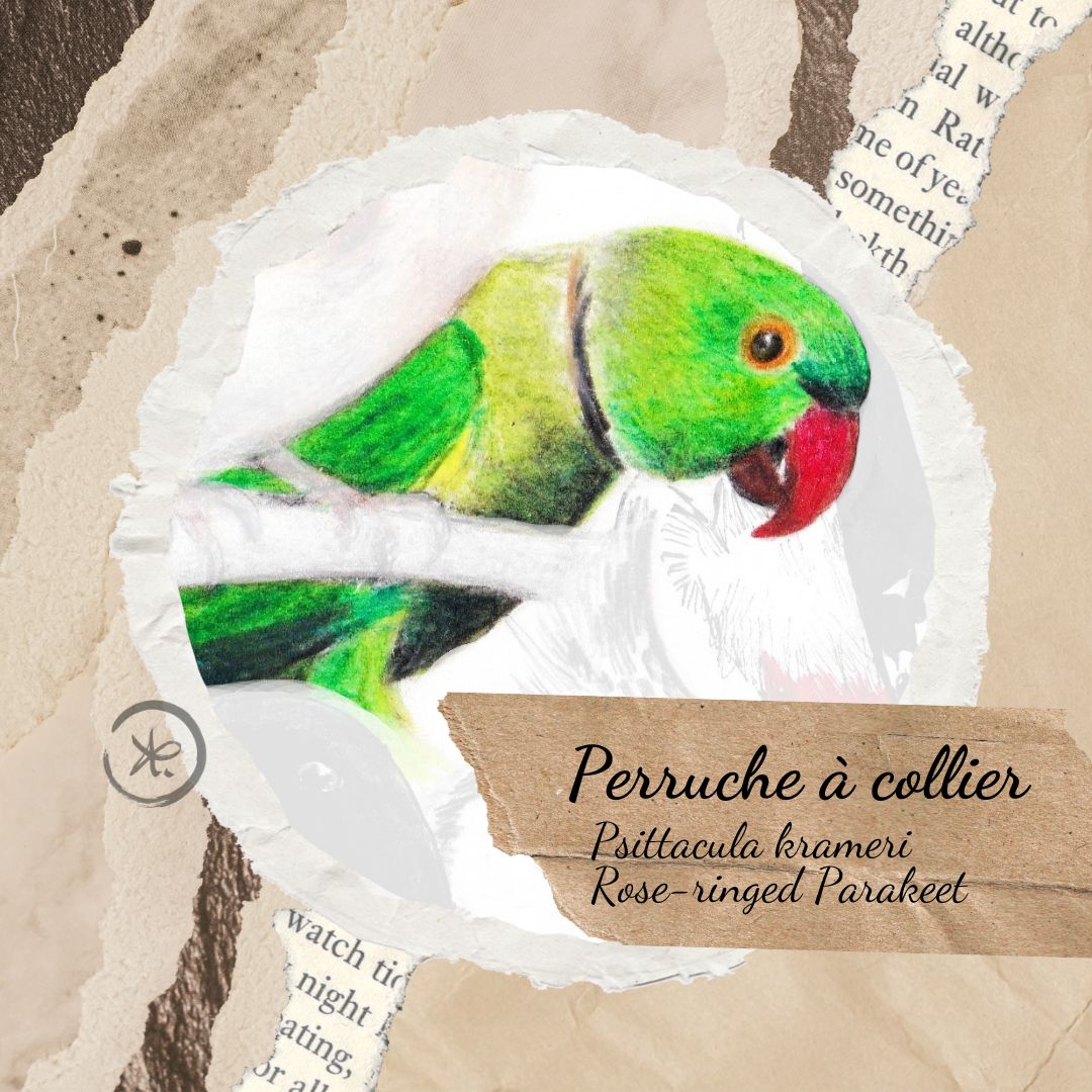 illustration perruche à collier oiseaux remarquables 