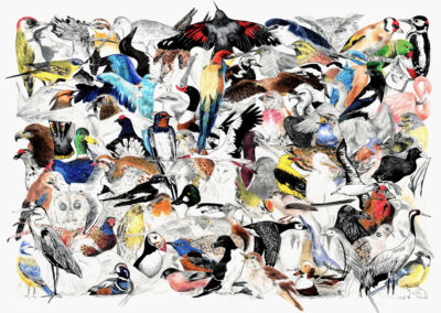 illustration ornithologique 93 oiseaux de France par gaëlle compozia