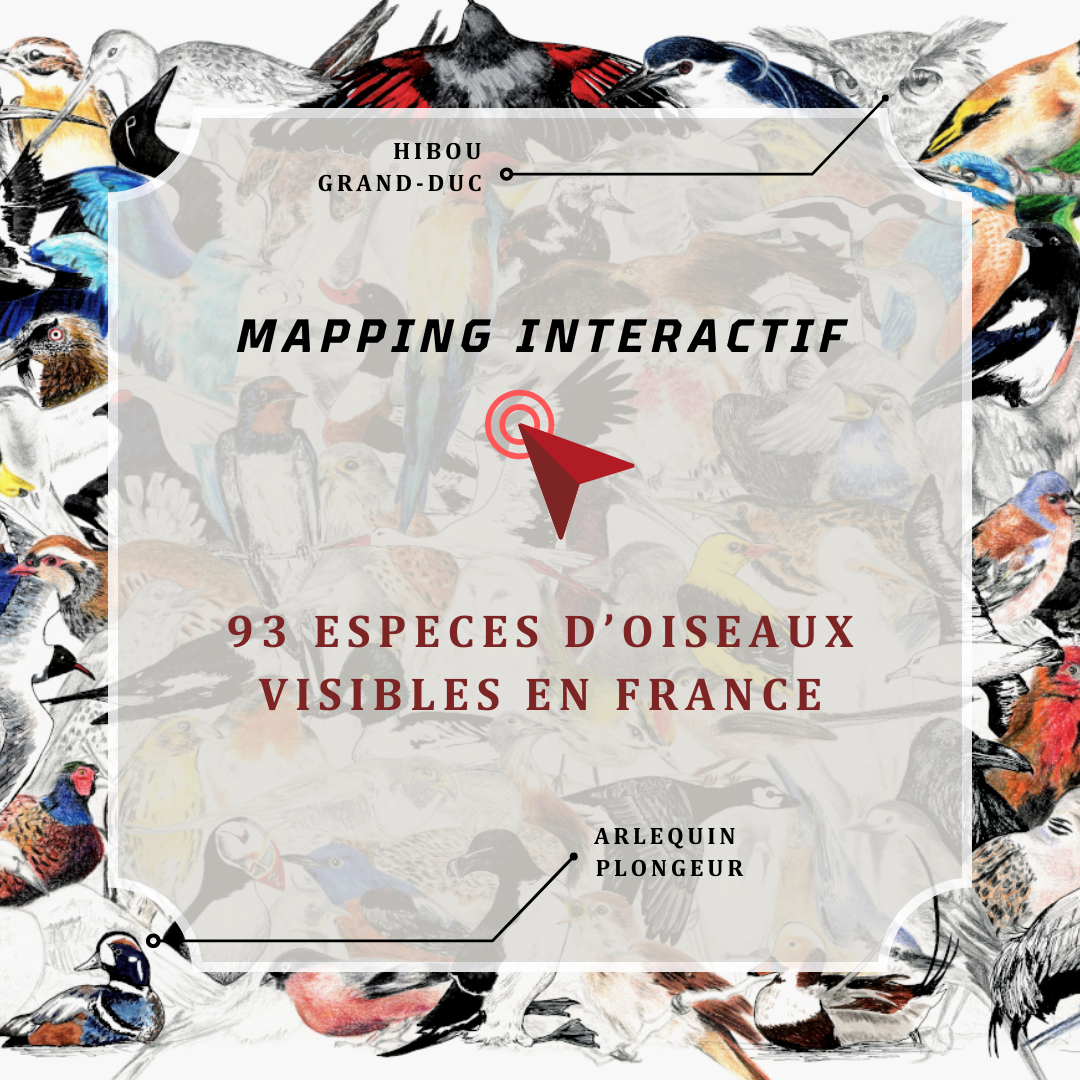 présentation mapping interactif illustration ornithologique