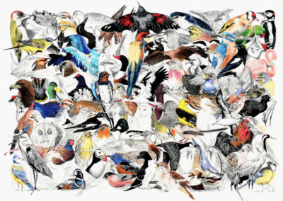 affiche à vendre illustration oiseaux